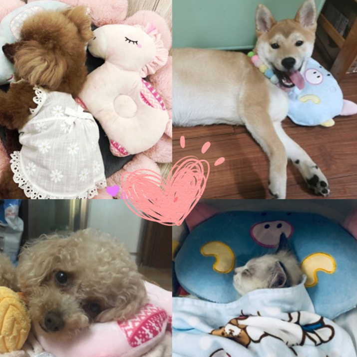 Pet Pillow for Cats and Dogs